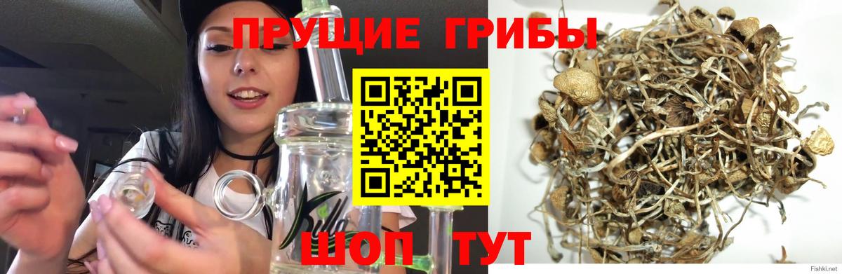 Псилоцибиновые грибы Psilocybe  Псилоцибиновые грибы Psilocybine cubensis  наркота  Вход с VPN  Зима 
